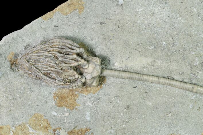 Fossil Crinoid (Cyathocrinites) - Crawfordsville, Indiana #148990